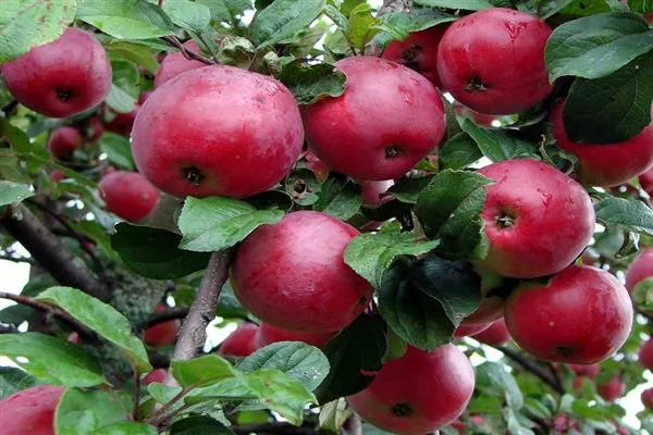 Яблоня «Осенняя радость» фото