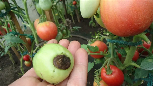 борная кислота для растений применение помидоры и огурцы