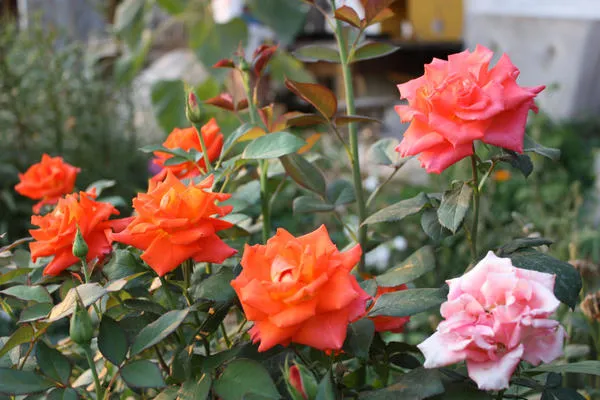 У флорибунд и чайно-гибридных роз цветки образуются как на старых, так и на новых побегах