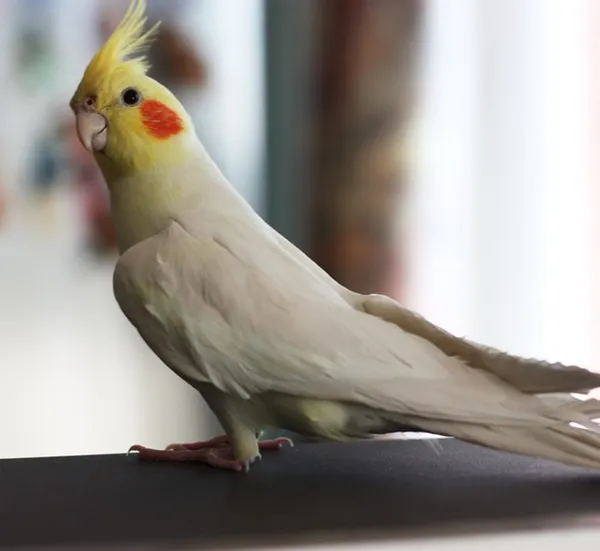 Попугай корелла – розовощекий певец. Описание и фото попугая корелла 2