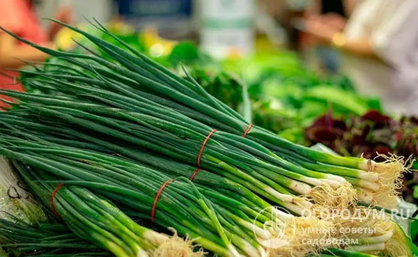 Батун обеспечивает высокие урожаи зеленого лука, который обладает отличными товарными и вкусовыми качествами, пользуется высоким потребительским спросом
