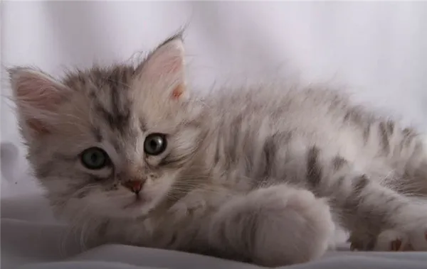Котёнок сибирской породы.jpg