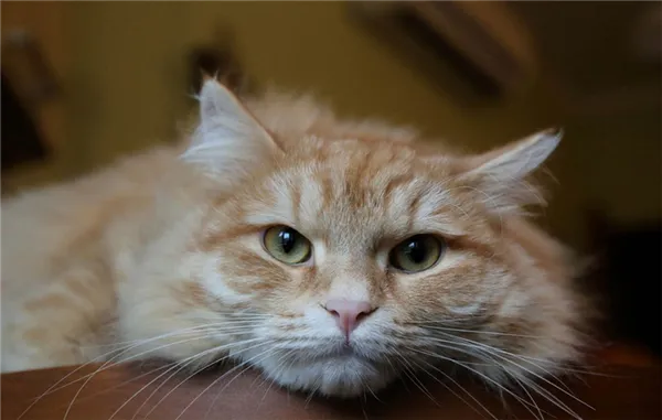 Сибирская кошка рыжая.jpg