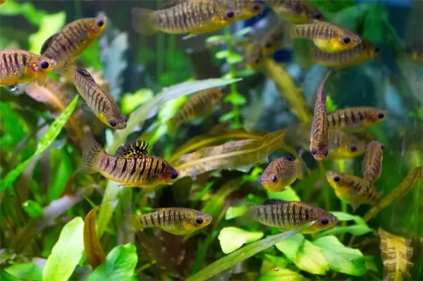 Сколько лет живут рыбки гуппи: грамотное обустройство аквариума для вуалехвостов и продление жизни питомцев