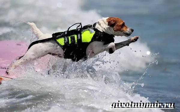 Собака-спасатель-Породы-собак-спасателей-их-описание-особенности-и-обучение-11