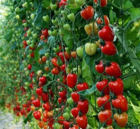 Необычное название сорта томата — «Клубничное дерево», описание гибрида сибирской селекции 4