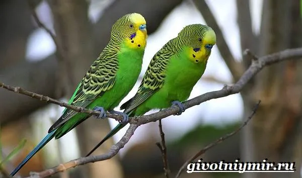 Виды-попугаев-Описания-названия-и-особенности-попугаев-3