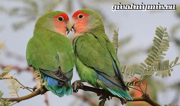 Виды-попугаев-Описания-названия-и-особенности-попугаев-4