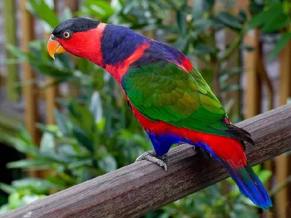Виды-попугаев-Описание-и-образ-жизни-различных-попугаев-16