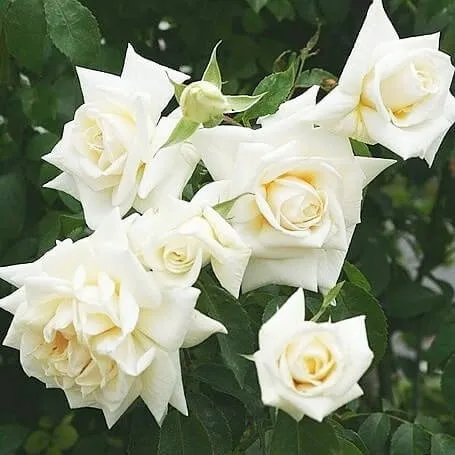 Ilse Krohn Superior — лучшая белая роза с крупными цветами и высокой морозостойкостью 5