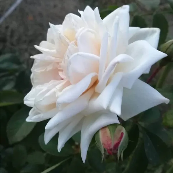 Ilse Krohn Superior — лучшая белая роза с крупными цветами и высокой морозостойкостью 2