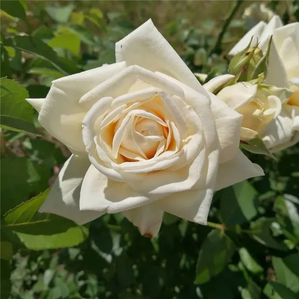 Ilse Krohn Superior — лучшая белая роза с крупными цветами и высокой морозостойкостью 4