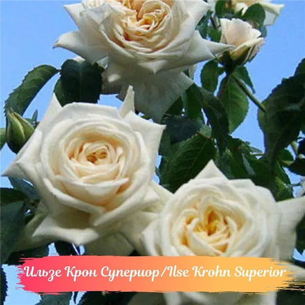 Ilse Krohn Superior — лучшая белая роза с крупными цветами и высокой морозостойкостью 3