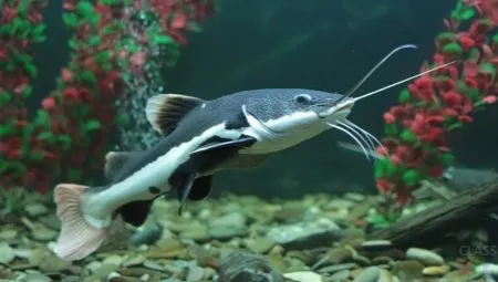 Аквариумная рыбка сомик, чем питается и как содержать, как размножается и как отличить самца от самки. Виды и возможные болезни 18
