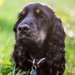 Как выглядит черный английский кокер-спаниель: фото собак, особенности породы, правила ухода и выбор щенка 7