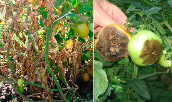 12 лучших вариантов как бороться с фитофторой на помидорах: спец. препараты и народные средства 9