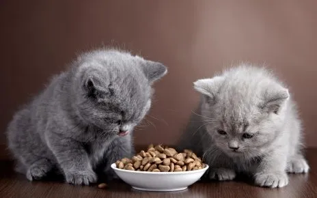 Каким кормом лучше кормить британского котенка: советы и рекомендации 6
