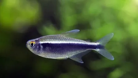 Аквариумные рыбки Неоны: содержание, уход и размножение, чем кормить и виды, с какими рыбками уживаются, болезни и их лечение 7