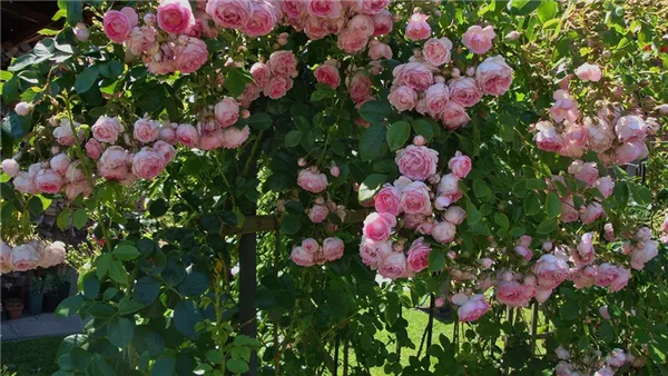Описание розы Жасмина и правила её выращивания 1