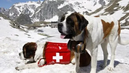 Собака спасатель. Породы собак спасателей их описание, особенности и обучение 3