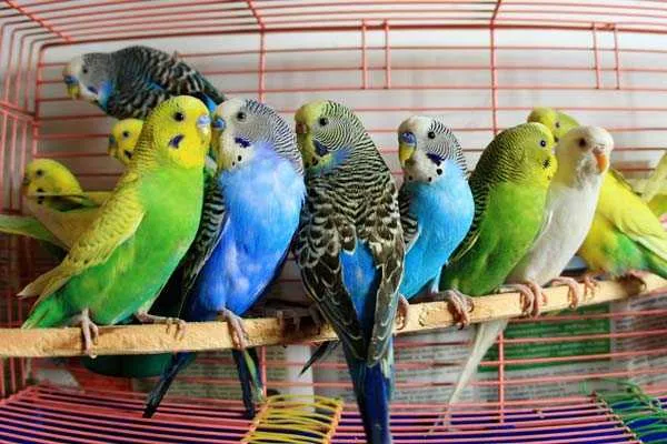 Популярные виды и особенности содержания попугаев попугай это животное 8