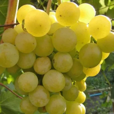 Отличная беседка и вкусный урожай — виноград «Галбена Ноу» 6
