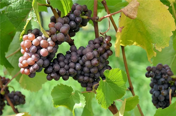 Особенности сорта винограда Пино Гриджио 8