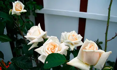 Ilse Krohn Superior — лучшая белая роза с крупными цветами и высокой морозостойкостью 1