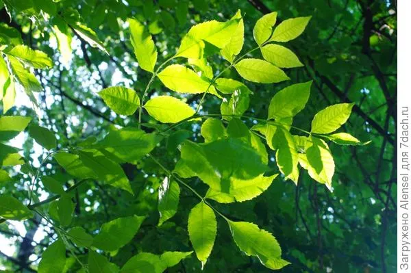 Ясень: описание, выращивание и применение ясень дерево фото 11