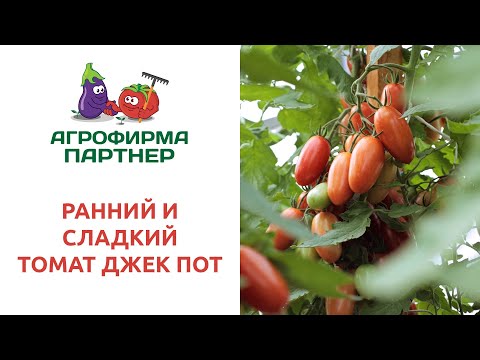 Урожайный и вкусный: томат Джек Пот F1 и его характеристики 8