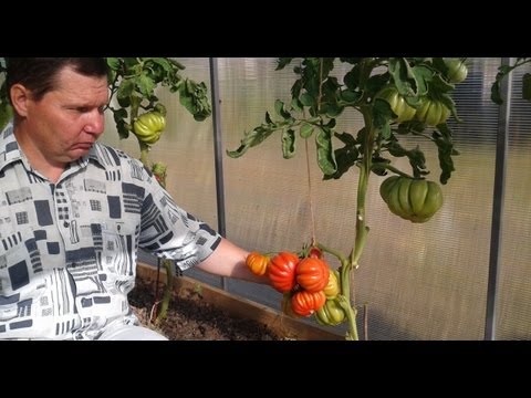 Грибное лукошко — томатный экзот из Сибири 2