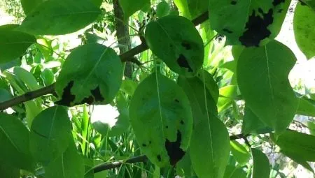 Почему чернеют листья у груши и как лечить 6