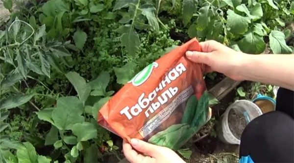 Полезное применение табачной пыли: как обработать капусту от вредителей 13