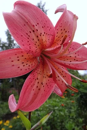 Цветы лилии садовые – посадка и уход, размножение 8