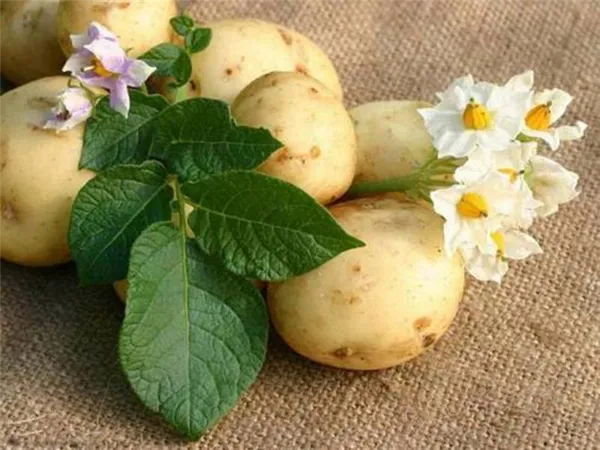 Какими способами и как размножается картофель 3