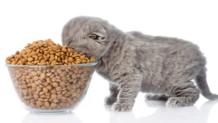 Чем кормить котенка 7