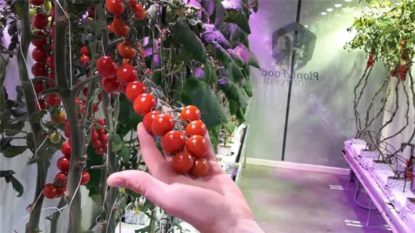 Сажаем на рассаду томаты черри. Мастер-класс от агронома 9