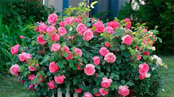 Как красиво посадить розы в маленьком саду. Идеи и практичные подсказки 10
