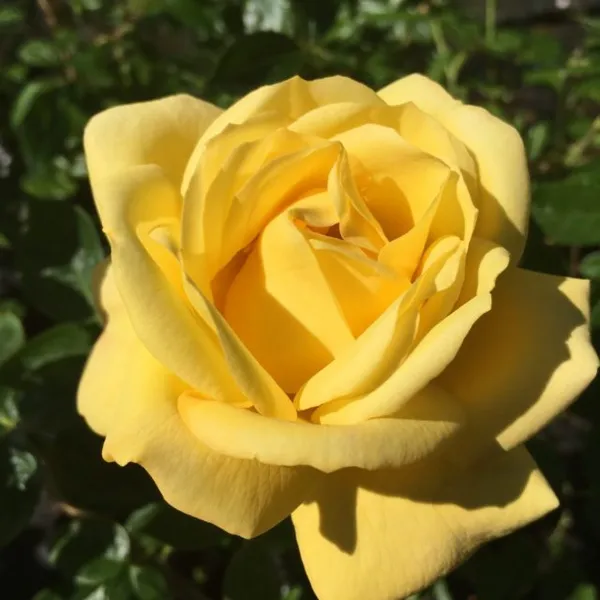 Желтая штамбовая роза флорибунда Arthur Bell (Артур Белл) 13