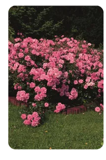 Роза почвопокровная зимостойкая Фейри Данс 18