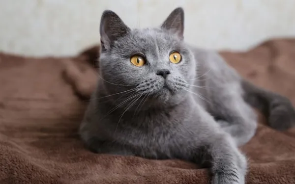 Серый кот – фото, описание и характеристика породы 8