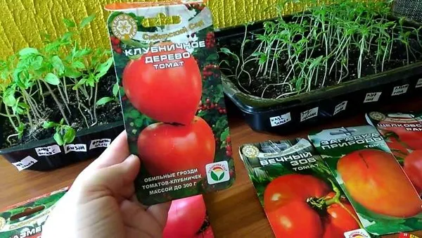 Необычное название сорта томата — «Клубничное дерево», описание гибрида сибирской селекции 16