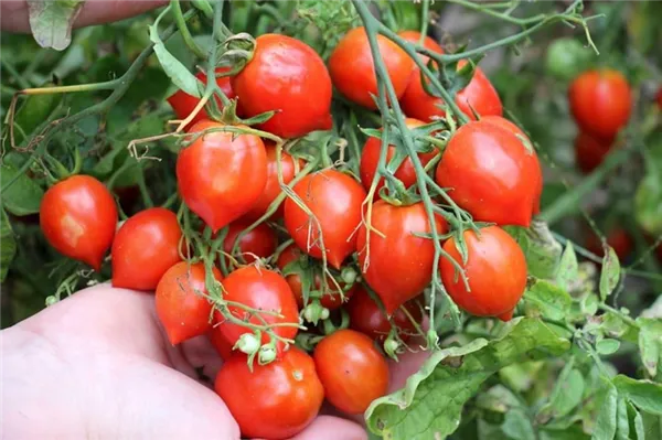 Обзор сорта томатов Поцелуй герани (Гераниум кисс) 10