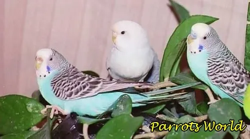 Волнистый попугай, красота в простоте 6