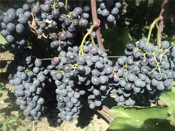 Сорт винограда Агат Донской: фото и описание, отзывы 12