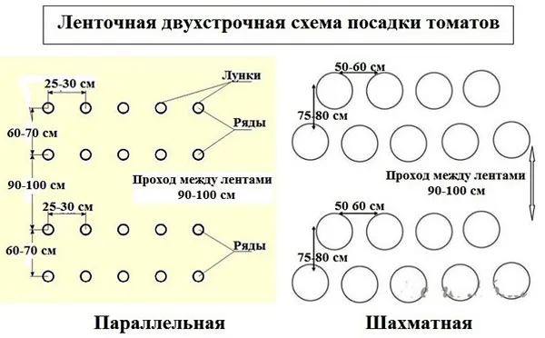 На каком расстоянии сажать помидоры в теплице и открытом грунте (схемы) 6