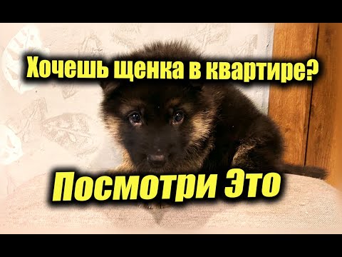 Немецкая овчарка 23