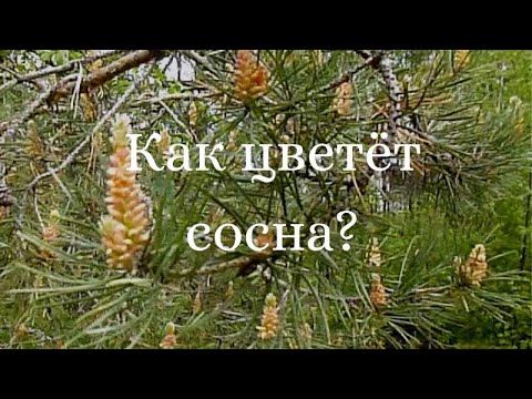 Как цветет сосна 5