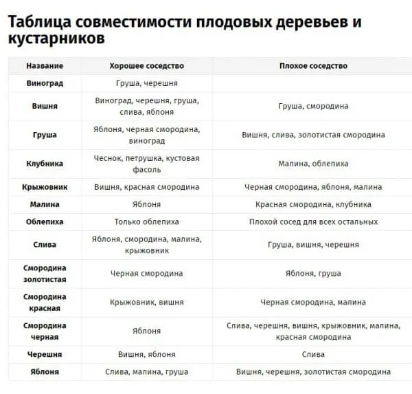 Разные сорта смородины на одном участке 9