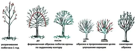 Формирующая обрезка яблони — от саженца до взрослого дерева 24